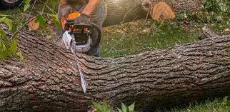 Professional Tree Services in Tyrone, PA