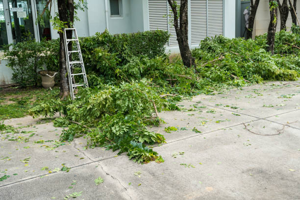 How Our Tree Care Process Works  in Tyrone, PA